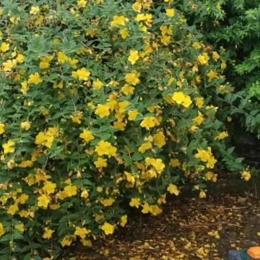 Hypericum