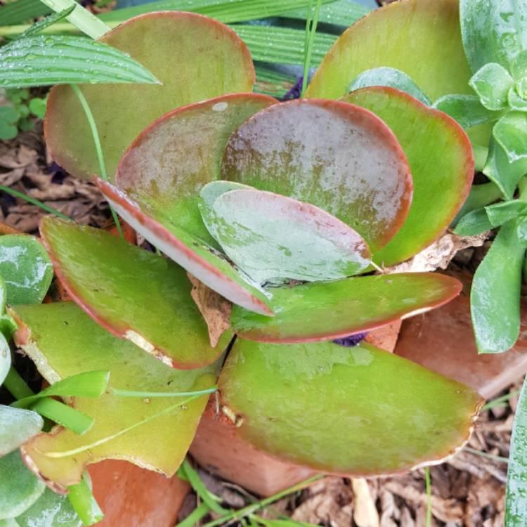 Plant image Kalanchoe tetraphylla
