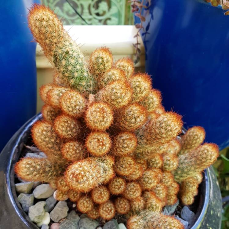 Plant image Mammillaria elongata 'Copper King'