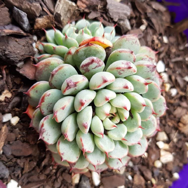 Plant image Echeveria Vincent Catto