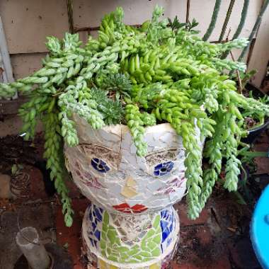Sedum Morganianum