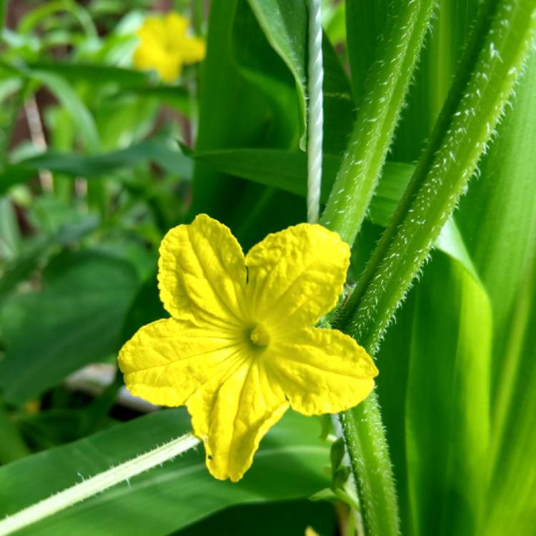 plant image 1006495