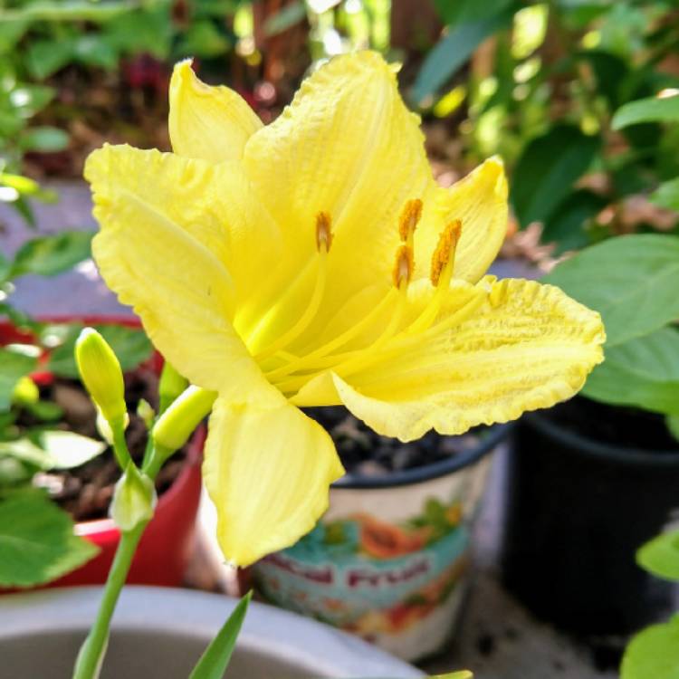Plant image Hemerocallis 'Happy Returns'