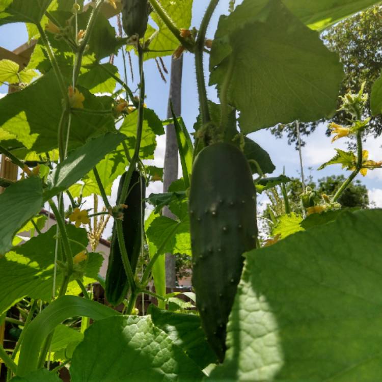 Plant image Cucumis Sativus 'Marketmore'