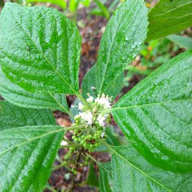 Callicarpa Americana
