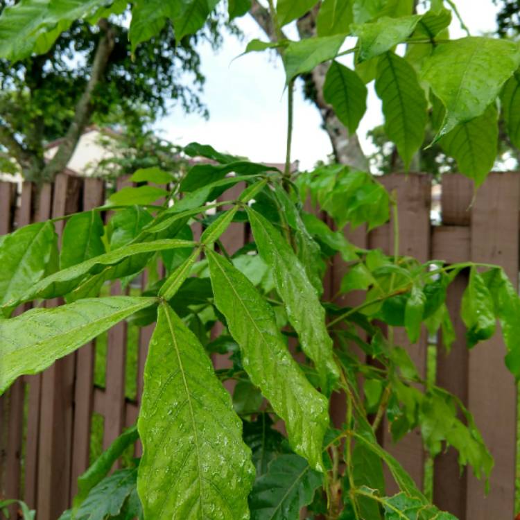 Plant image Inga edulis