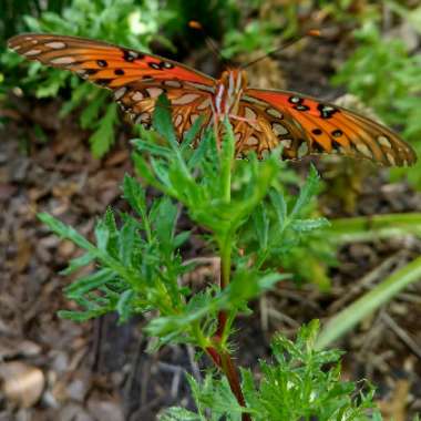 Tagetes