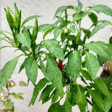 Capsicum annuum