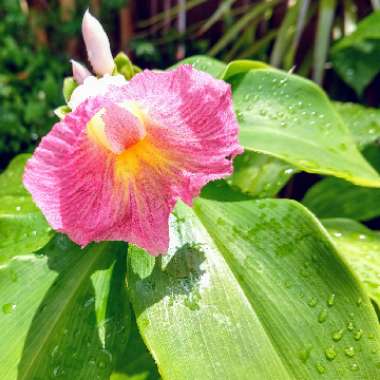 Costus fissiligulatus 'African Princess'