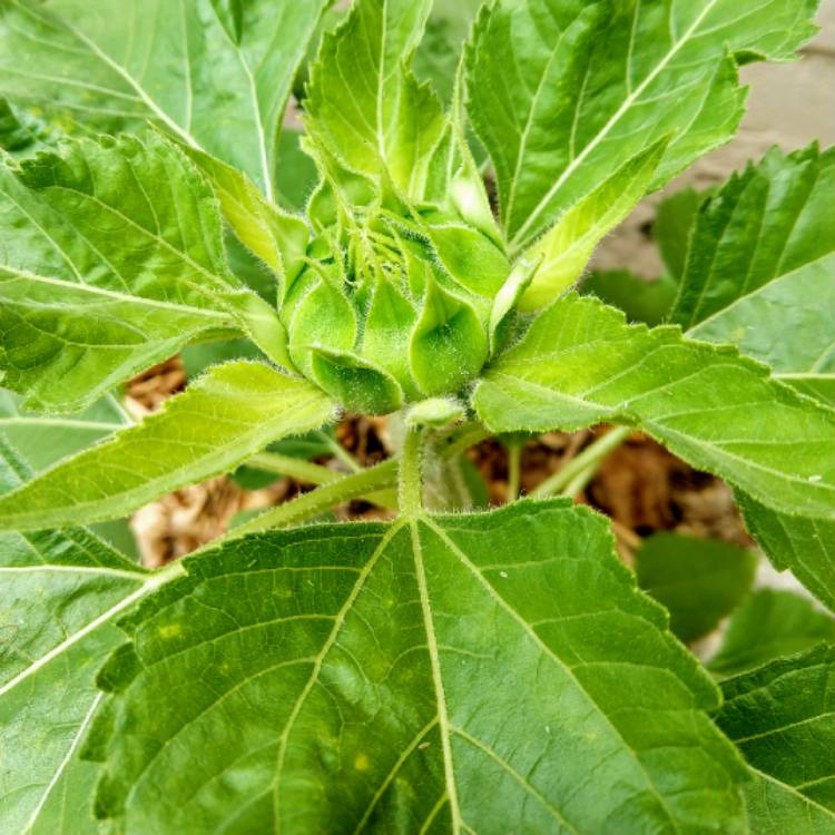 plant image 818694