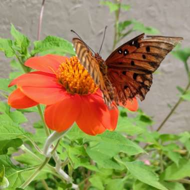 Tithonia rotundifolia syn Tithonia speciosa