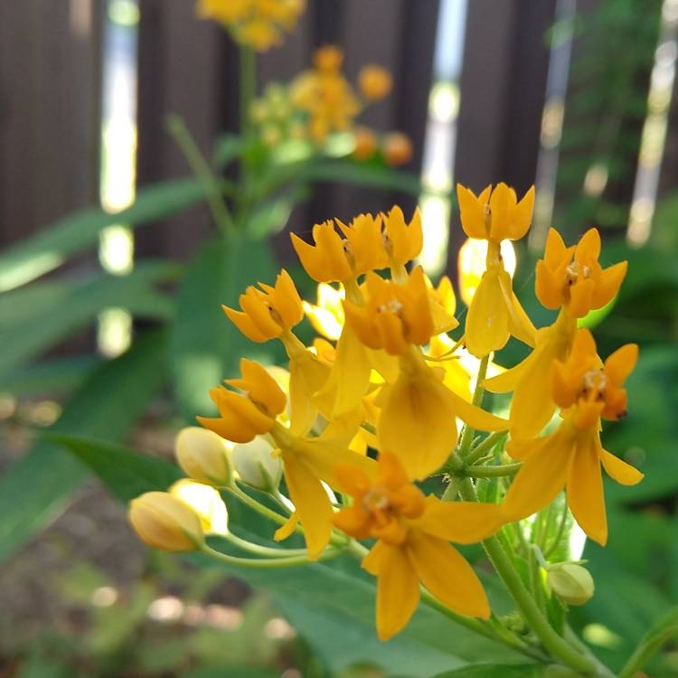 plant image 954058