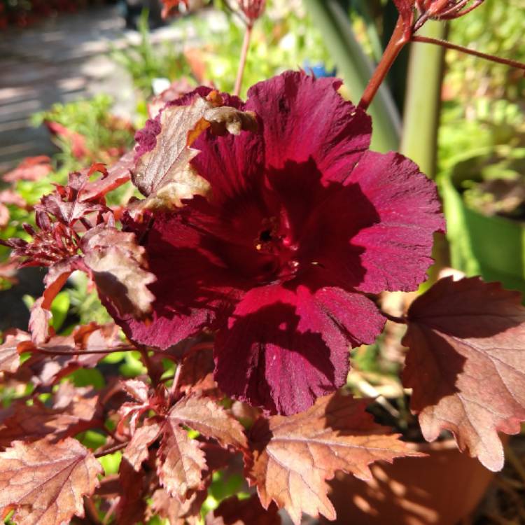 Plant image Hibiscus acetosella