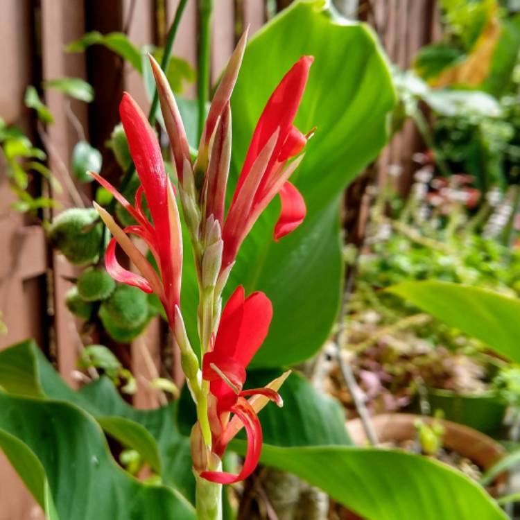 Plant image Canna indica syn. Canna discolor, Canna indica 'Edulis', Canna lanuginosa, Canna limbata, Canna 'Limbata'
