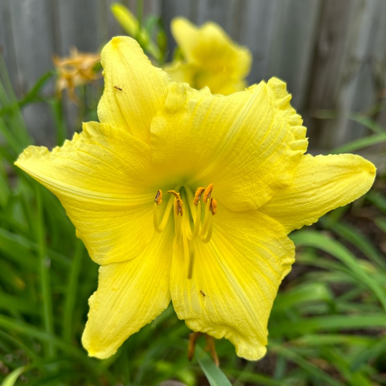 Plant image Hemerocallis 'Happy Returns'