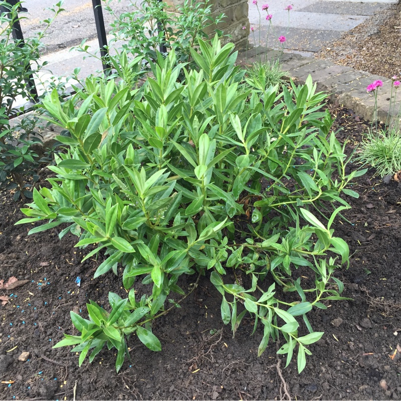 plant image 125714