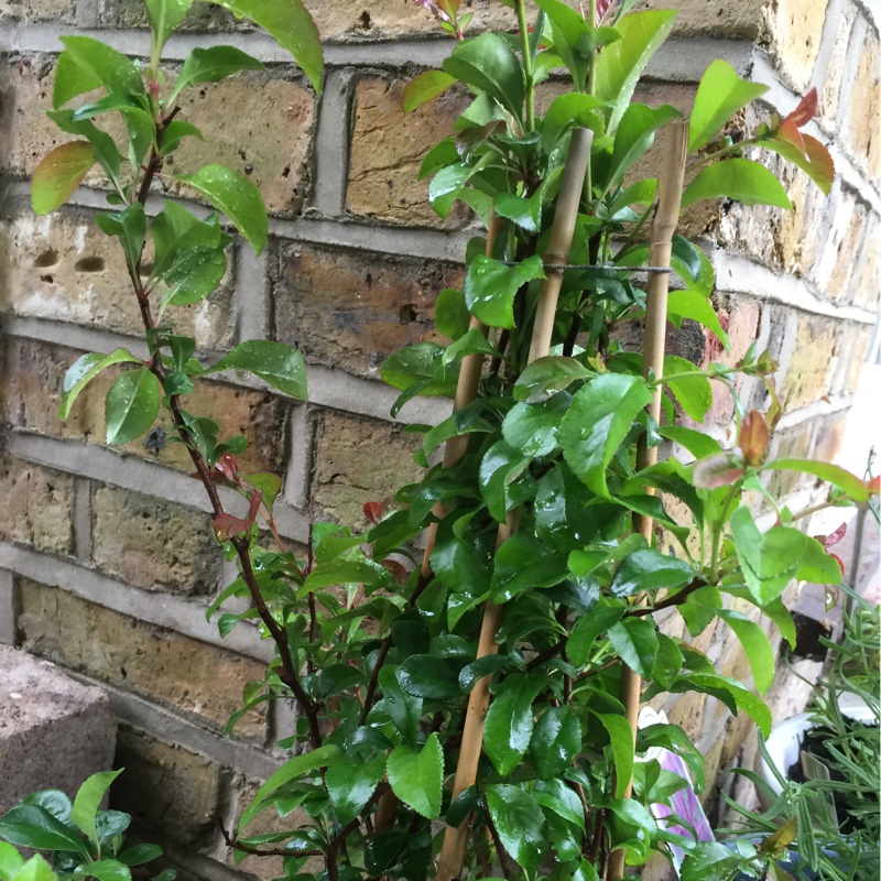 Plant image Chaenomeles japonica 'Cido'