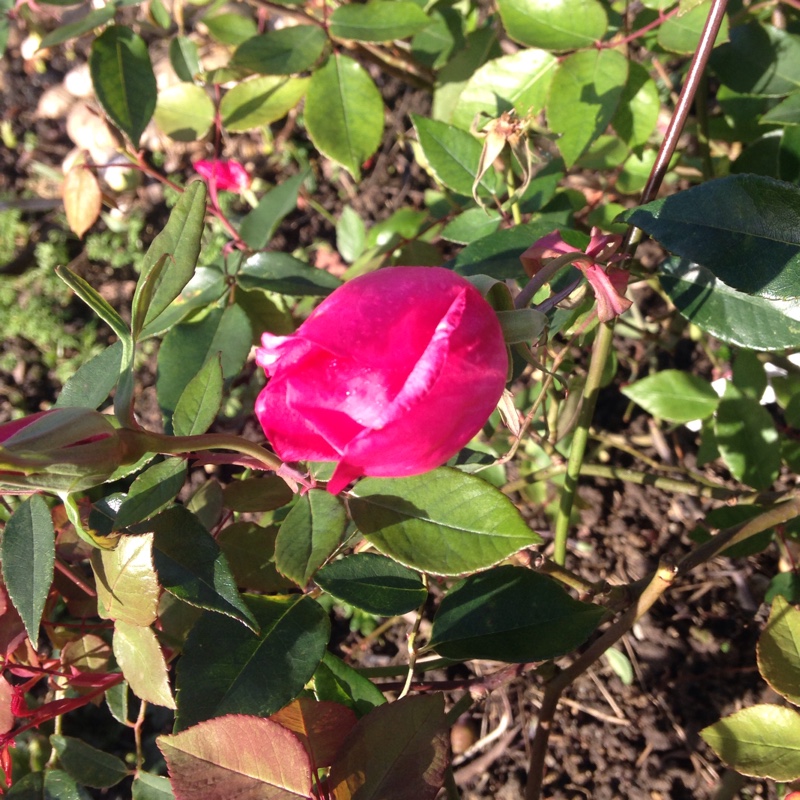 Plant image Rosa x odorata (Sanguinea Group) 'Bengal Crimson', Rosa 'Bengal Beauty', Rosa 'Sanguinea'