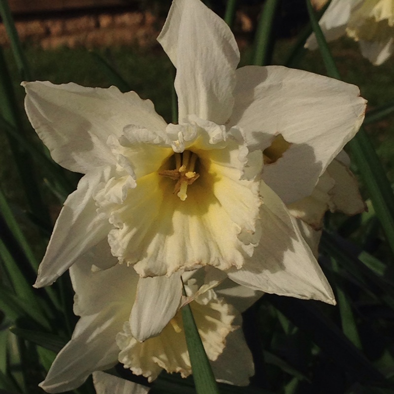 Plant image Narcissus 'Mount Hood'