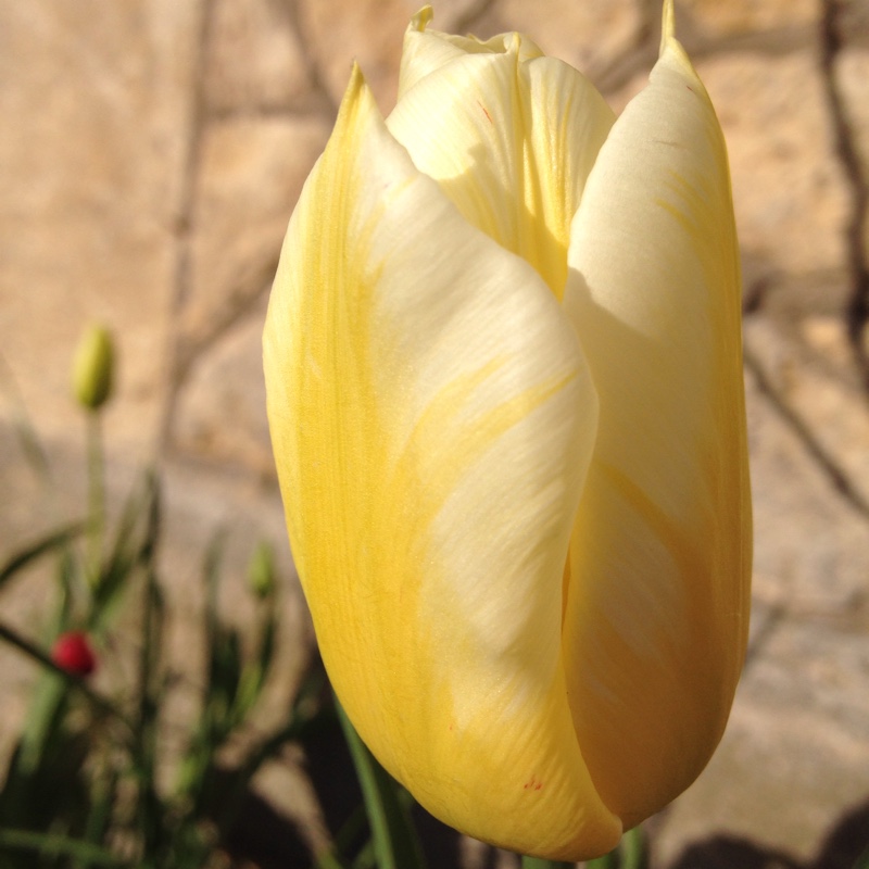 plant image 29107