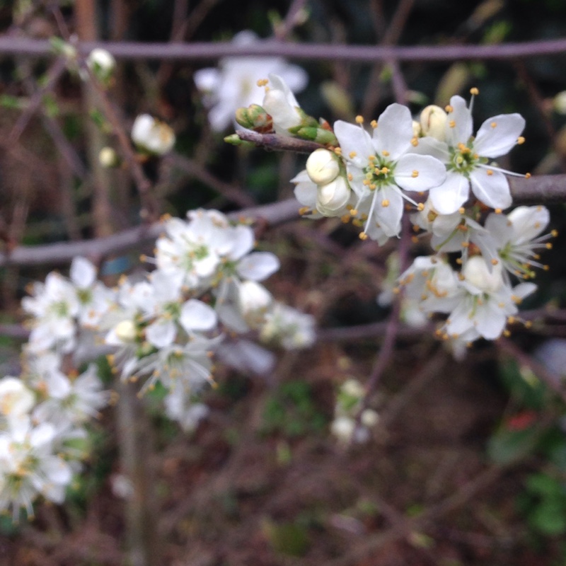 Prunus Spinosa