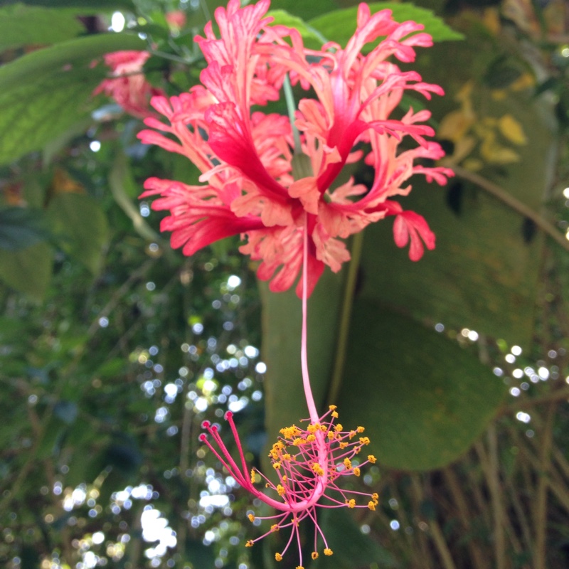 Hibiscus rosa-sinensis 'Painted Lady'