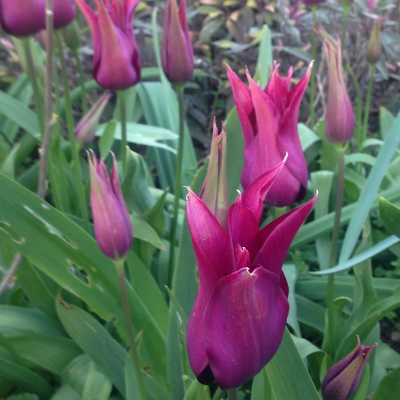plant image 48367