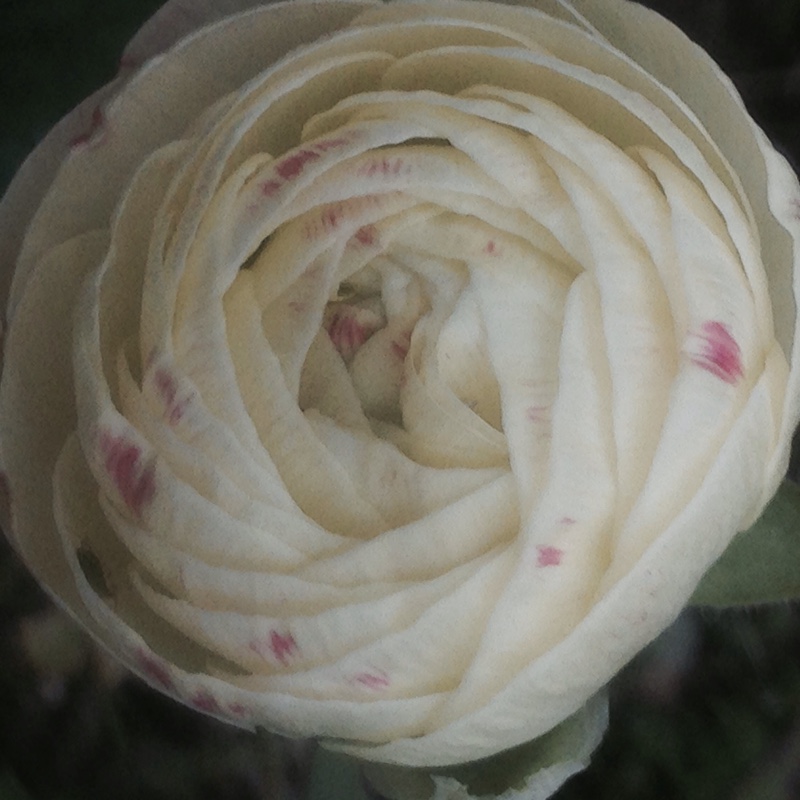 plant image 95604