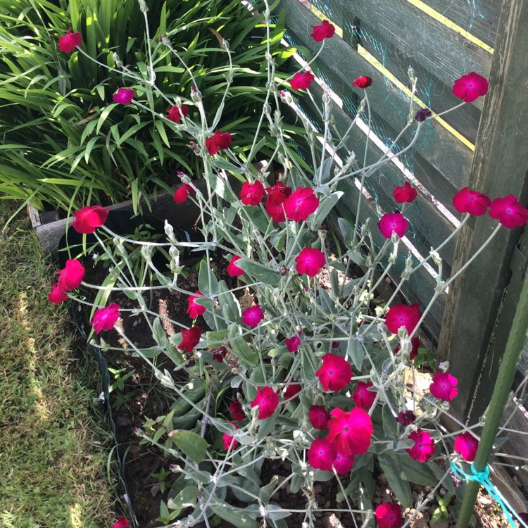 Plant image Lychnis coronaria 'Gardeners World'