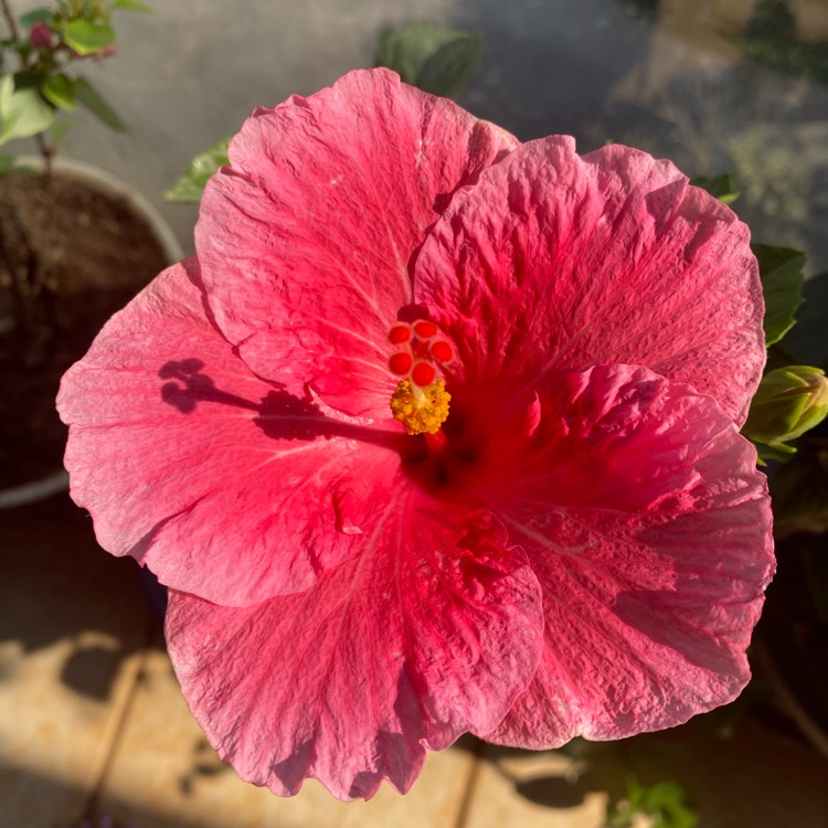 plant image 1275846