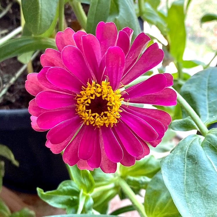 plant image 1275879