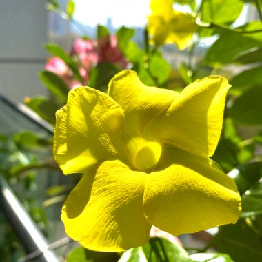 Golden Trumpet Vine