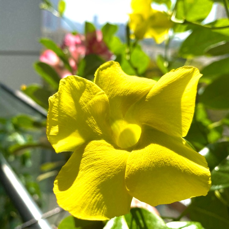 plant image 1277654
