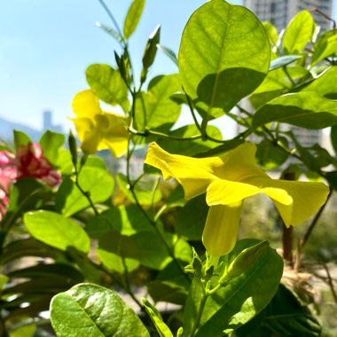 Golden Trumpet Vine