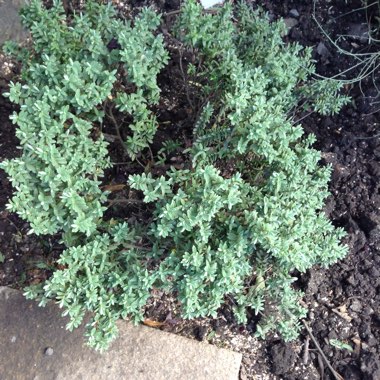 Alan's garden