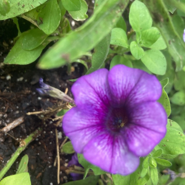 Plant image Petunia 'Purple Halo'