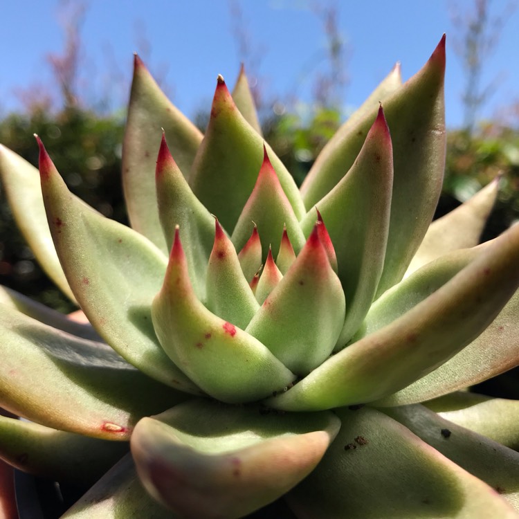 Plant image Echeveria Agavoides Gaya