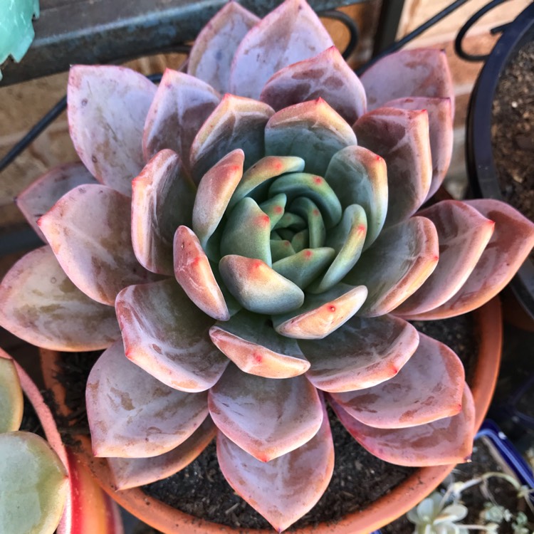 plant image 939698