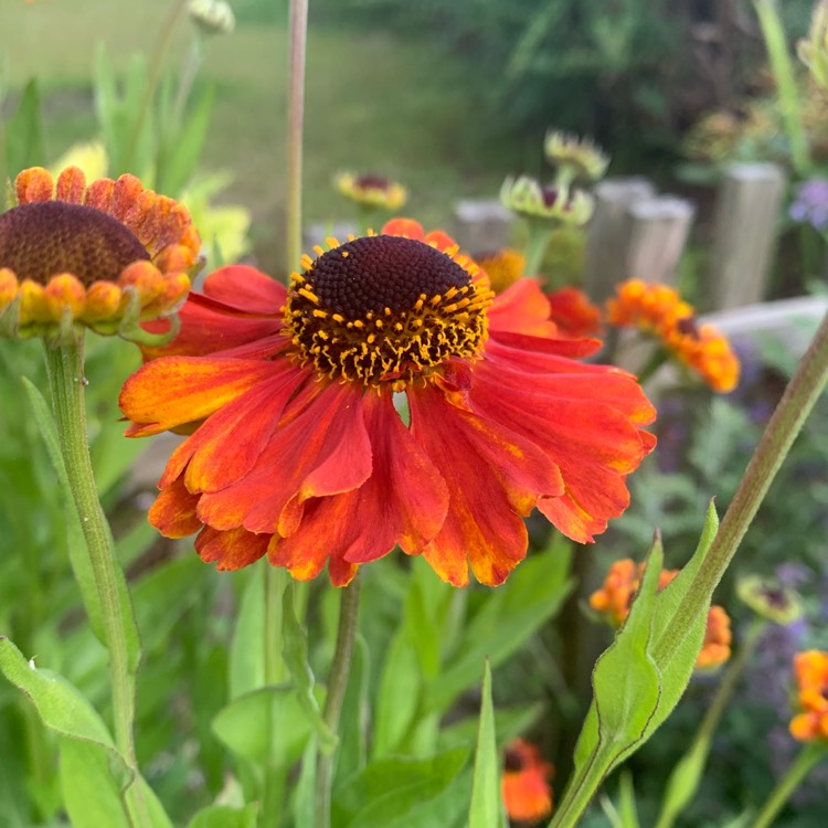 Plant image Helenium 'Chelsey'