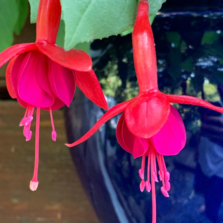 plant image 1510293
