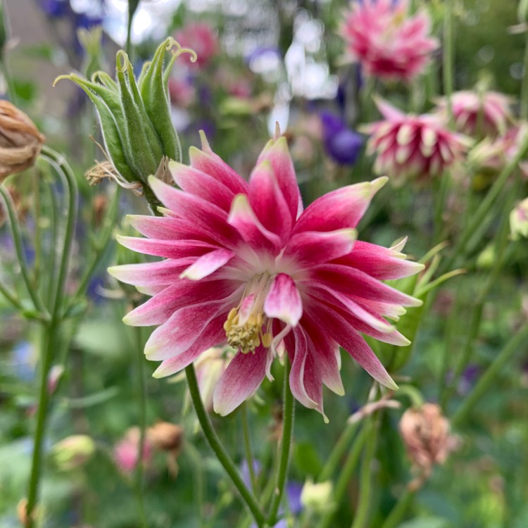 plant image 1602162