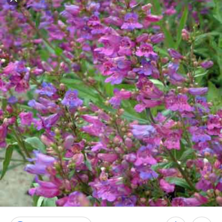Plant image Penstemon 'Heavenly Blue'