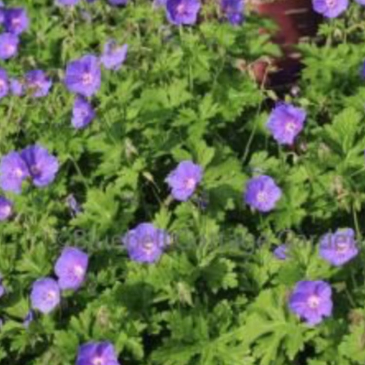 plant image 722720