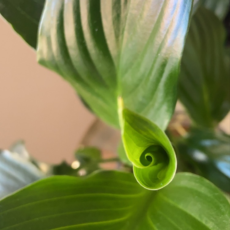 plant image 1342855 plant image 1342855