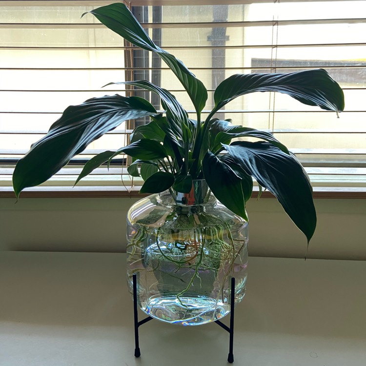 plant image 1371860 plant image 1371860