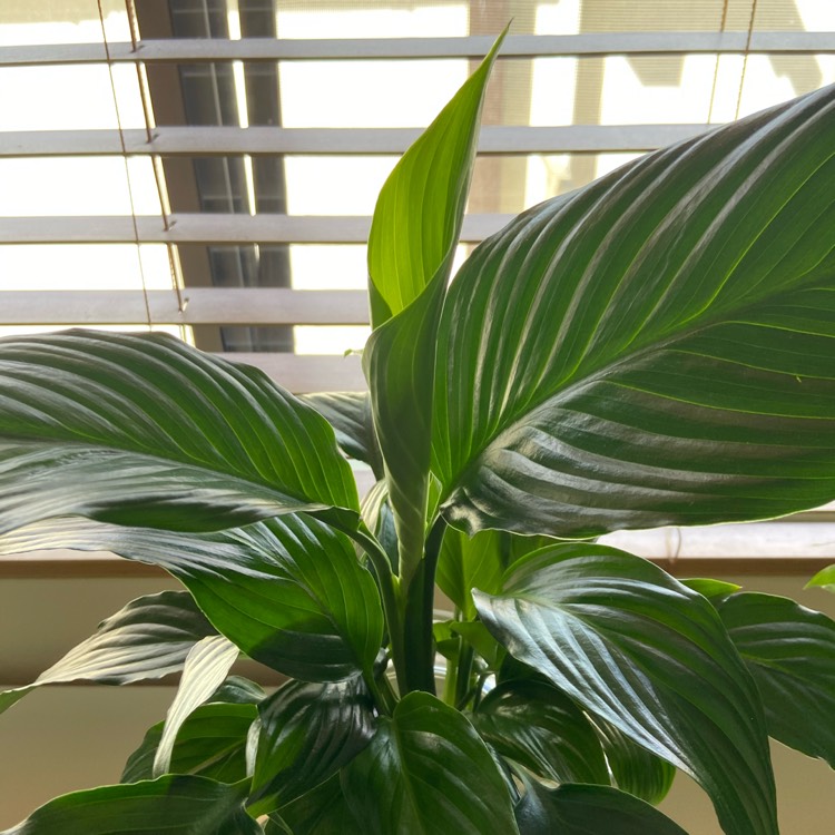 plant image 1388754 plant image 1388754