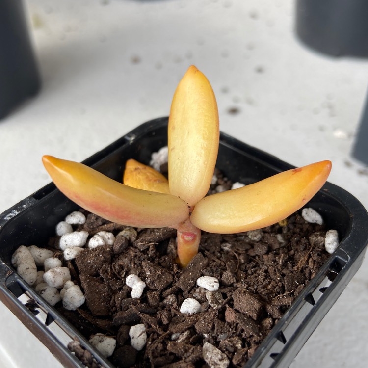 Plant image Sedum Nussbaumerianum ‘Orange Delight'