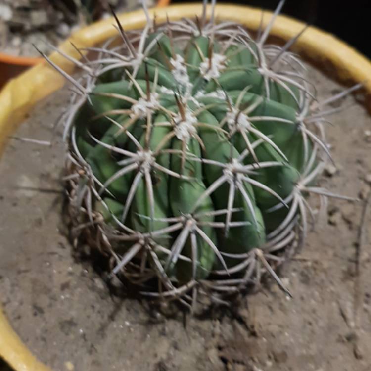 Plant image Echinopsis obrepanda