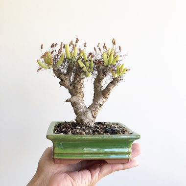 Tylecodon Reticulatus