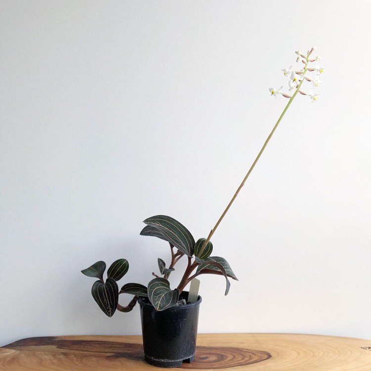 Plant image Ludisia discolor